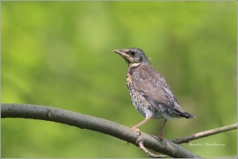 <p>DROZD KVÍČALA (Turdus pilaris) /Fieldfare - Wacholderdrossel/</p>